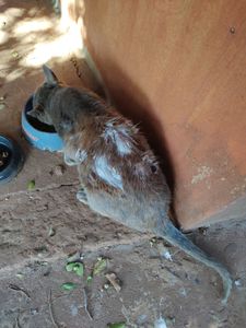 Peludinhos da Ziane - Amigos dos Peludinhos 