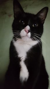 Amigos dos Peludinhos  imagem 7