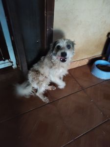 Amigos dos Peludinhos  imagem 8