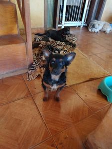 Animais - Amigos dos Peludinhos 