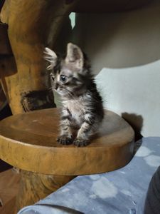 Amigos dos Peludinhos  imagem 6