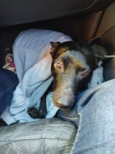 Campo Grande/MS - Amigos dos Peludinhos 