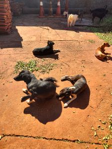 Amigos dos Peludinhos  imagem 9