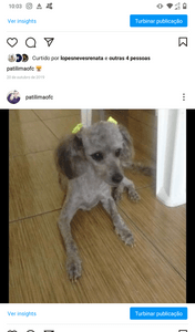 Vaquinha Online - Viagem para o novo lar