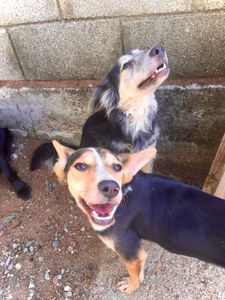 Translado dos meus 20 cães  - Translado dos meus 20 cães 