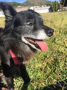 Translado dos meus 20 cães  imagem 8