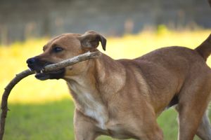 Translado dos meus 20 cães  imagem 7