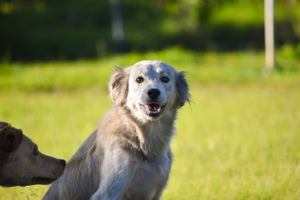 Translado dos meus 20 cães  imagem 10