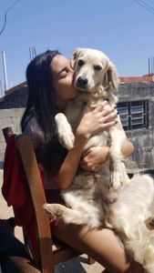 Translado dos meus 20 cães  imagem 9