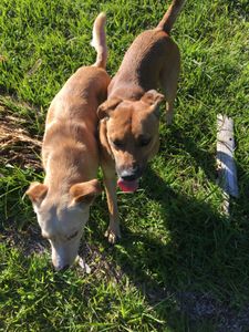 Animais - Translado dos meus 20 cães 