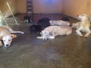 Apiaí/SP - Translado dos meus 20 cães 