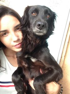 Translado dos meus 20 cães  imagem 6