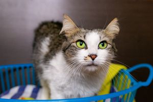 ONGs - REFORMA ONG AMOR DE LUA