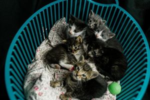 Vaquinha Online - REFORMA ONG AMOR DE LUA