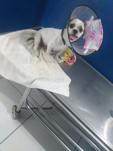 Animais - #Ajude o Bill