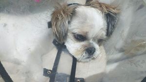 Vaquinha Online - #Ajude o Bill