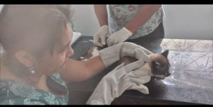 Castanhal/PA - Ajude-nos a ajudar os abrigos de animais.