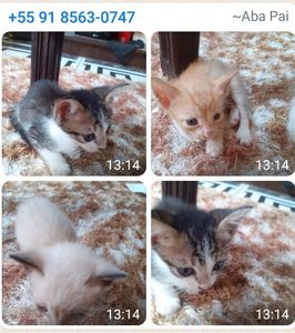 Animais - Ajude-nos a ajudar os abrigos de animais.