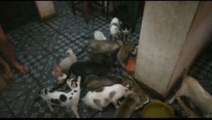 Vaquinha Online - Ajude-nos a ajudar os abrigos de animais.