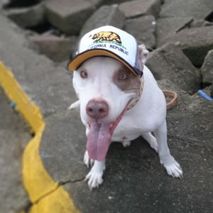 Ajude a PITCAPS a se tornar realidade  imagem 6