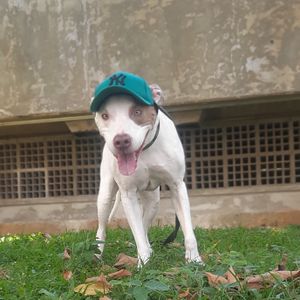 Ajude a PITCAPS a se tornar realidade  imagem 8