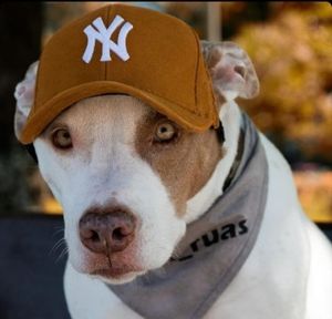 Santos/SP - Ajude a PITCAPS a se tornar realidade 