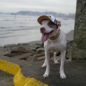 Ajude a PITCAPS a se tornar realidade  imagem 7