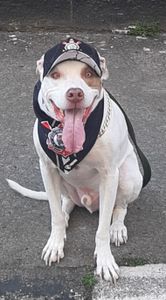 Ajude a PITCAPS a virar realidade  - Ajude a PITCAPS a se tornar realidade 