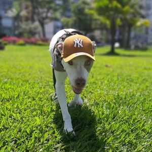 Ajude a PITCAPS a se tornar realidade  imagem 9