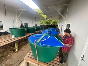 Produção Sustentável de Tambaqui - Desenvolvimento de Unidade Sustentável de Produção de Peixes.