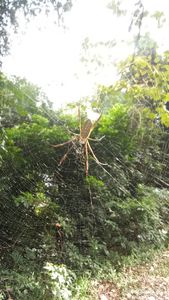 Andarilho precisando de uma bike rumo USA  imagem 6