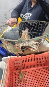 Multiparâmetro - Obtenção de um multiparâmetro para melhorar os estudos no Rio Tibiri 