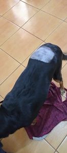 AJUDAR A FRIDA imagem 6