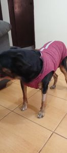 AJUDAR NA CIRURGIA DA FRIDA - AJUDAR A FRIDA