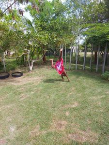 NOVAS SALAS JARDIM DE INFÂNCIA E MATERNAL, ESCOLA COMUNITÁRIA JARDIM DO CAJUEIRO imagem 8