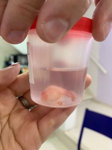 Ajude a Tigresa  - Ajude Tigresa a pagar sua cirurgia para respirar