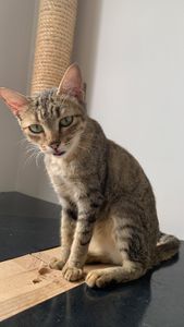 Vaquinha Online - Ajude Tigresa a pagar sua cirurgia para respirar