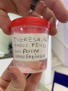 Animais - Ajude Tigresa a pagar sua cirurgia para respirar