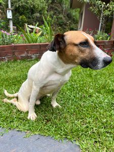 Ajude o Cachorrão  imagem 6