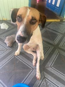 Magda  - Ajude o Cachorrão 