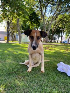 Nova Erechim/SC - Ajude o Cachorrão 