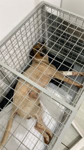 Vaquinha Online - Ajude o Cachorrão 