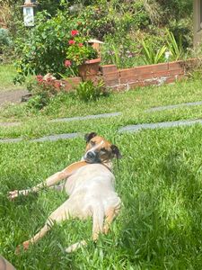 Animais - Ajude o Cachorrão 