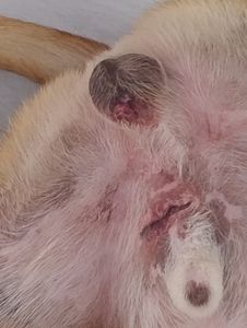 Animais - Thor precisa da tua ajuda.