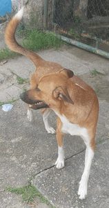 Thor precisa da tua ajuda. - Thor precisa da tua ajuda.