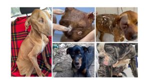 Nossos resgatados precisam da sua ajuda! 