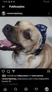 Animais - Viagem Bingo para Santa Catarina 