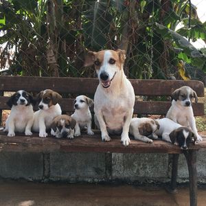Animais - AJUDA PARA ONG DE ANIMAIS CAXIAS DO SUL