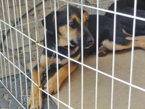 Crowdfunding - AJUDA PARA ONG DE ANIMAIS CAXIAS DO SUL