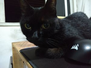 Vaquinha Online - Nossa amada Nita precisa urgentemente de uma cirurgia